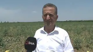 Adana'da aşırı sıcaklar nedeniyle kavun karpuz yandı. #adana