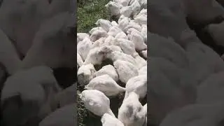 Цена свободы - голод и отчаяние. Изнанка свободного выгула