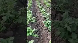 автоматический полив картофеля. #сергей_мамедов
