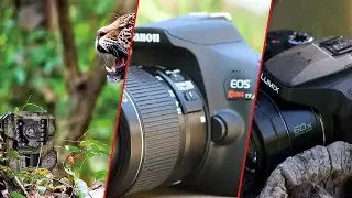 Top 10 Affordable Camera for Wildlife Photography in 2025 (Top Picks)