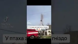 Хороший поступки для птиц🥹￼#cls