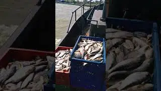улов 2 тонны, рыбалка удалась! 