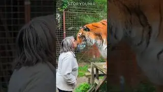 Kasih Ibu, Tapi Bukan Ibu Ku.. #storydunia #moments #cerita #rescue #animals #tiger #funny #shorts