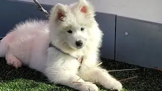 Our Dog!