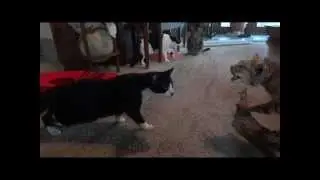 Котэ испугались чучела рыси