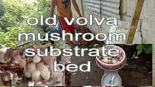 update sa ating lumang bed | kabuteng saging