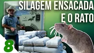 Como cuidar sua silagem ensacada dos roedores
