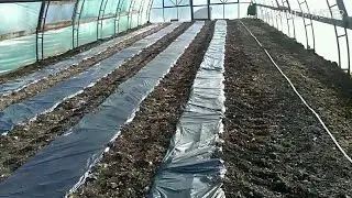 Укладываю мульчирующую плёнку.