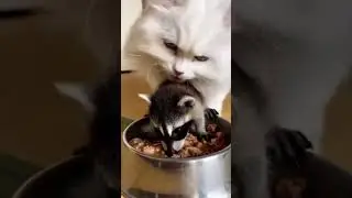 The cat always brought strange things into the house, but this time she outdid herself.