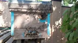 Подарок, в День России...
