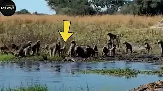 This crocodile messed with the wrong opponent - Crocodile vs Baboon