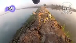 Labrador | Hunting Dog | Best Work