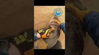 Seal Pup Plays Dead After Being Rescued 