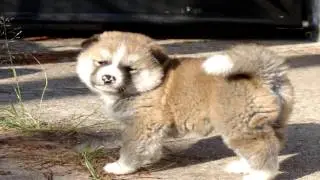 Akita Parasite Prevention