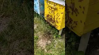 Почалось роїння бдіжл! #бджільництво #влог #пасіка #beekeeper
