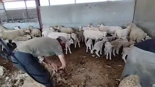 segundo asalto,seguimos con la pela!🐏🐑