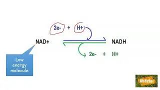 L.C. Biology Why 2NAD+ ?