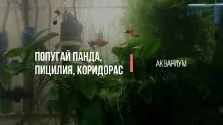 Попугай панда, пицилия, коридорас