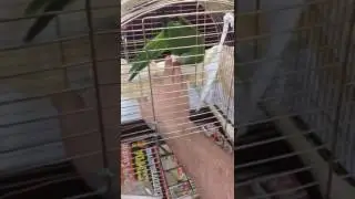 MONK PAPAĞANI EĞİTİMİ 1.GÜN