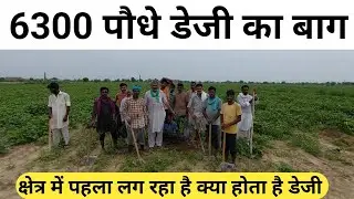 6300 पौधे डेजी का बाग अपने क्षेत्र में पहला लग रहा है क्या होता है डेजी,deji, Dezi