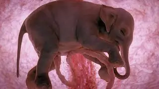 10 Amazing Photos of UNBORN ANIMALS - Inside The Mother's Womb