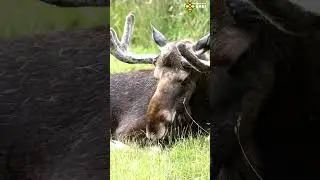 Don't mess with the Moose | Discover with Sabi