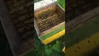 Когда завел пчел...