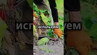 Зеленые бродиловки для подкормки #сад #огород #дача #средство #овощи #подкормка  #бродиловка