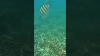 Подводный мир. Что он таит в себе. 