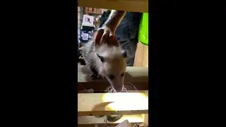 How Do You Call A Opossum? 😂 