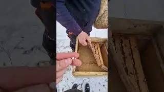 #пчеловодство