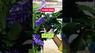 BEAUTIFUL పిట్రియా ప్లాంట్  #shorts #gardening #telugu #tips