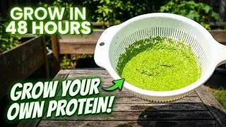 World’s Fastest Growing Protein Source – Harvest Every 2 Days!