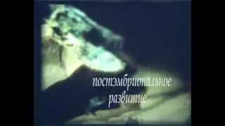 Ontogenesis. Scientific film. (educational video of the USSR)