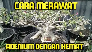 Cara Merawat Adenium Dengan Mudah dan Murah | TS Golden Crown | Hendrishu | Belajar