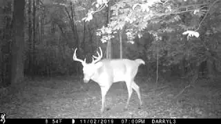 Buck works a scrape
