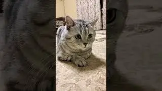 Коротко о себе #юмор #приколы #смешнойкот #cat #смешныекоты #shorts