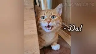 Говорящие коты! 😺 Приколы с котами 😀 Смешные коты и собаки 😻🐶😂