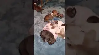 Things that make you say awwww! 🤗🤗🤗 #puppies #shorts