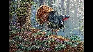 TURKEY HUNT ,  Охота  на дикую  Индейку
