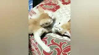 Kittens Lily and simba first sibling fight was too intense...