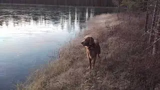 Восход солнца над лесным озером.
