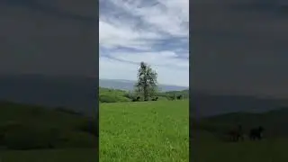 Дикая природа, Дикие лошадки, природа Дагестана
