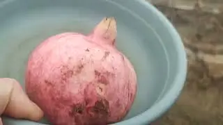Виноград который у меня висит до морозов