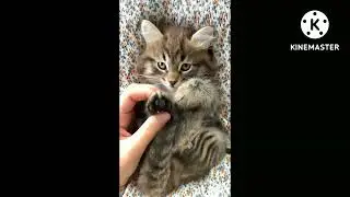 kute kat