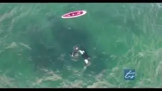 Orca Encounter with a Kayaker Army Bay