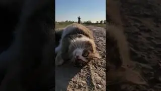 How Plyukha the cat cleans his fur.