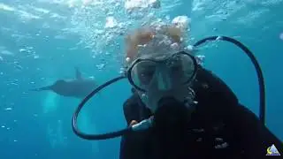 Дайвинг с дельфинами. Эйлат. Израиль. / scuba diving with dolphins