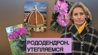 РОДОДЕНДРОН УКРЫТИЕ