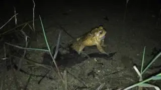 Frog Makes Waves with Mating Call